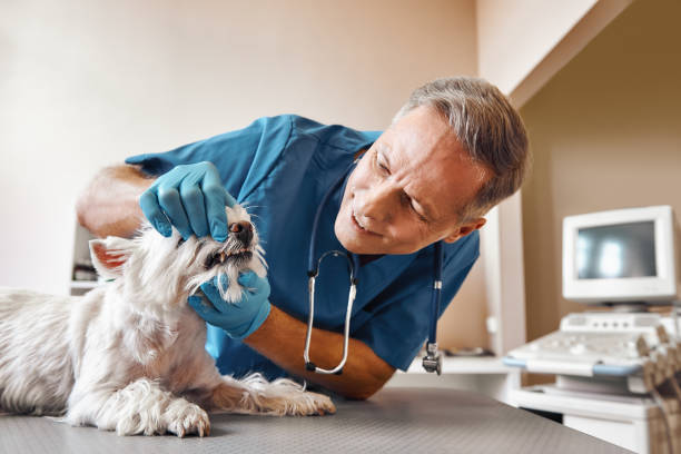Best Knocked-Out Tooth (Avulsed Tooth) Treatment in Eastover, NC